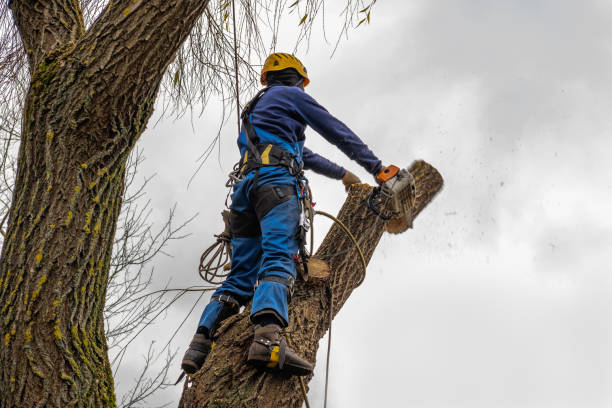 Reliable Portland, ME Tree Care  Solutions